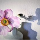 Herbst-Anemone