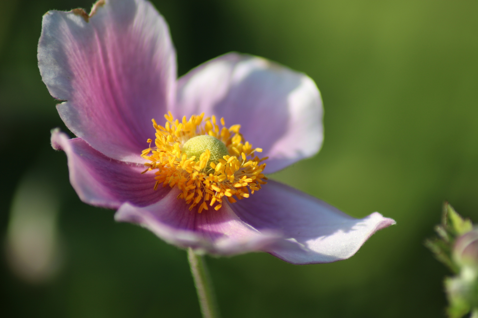 Herbst-Anemone