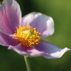 Herbst-Anemone