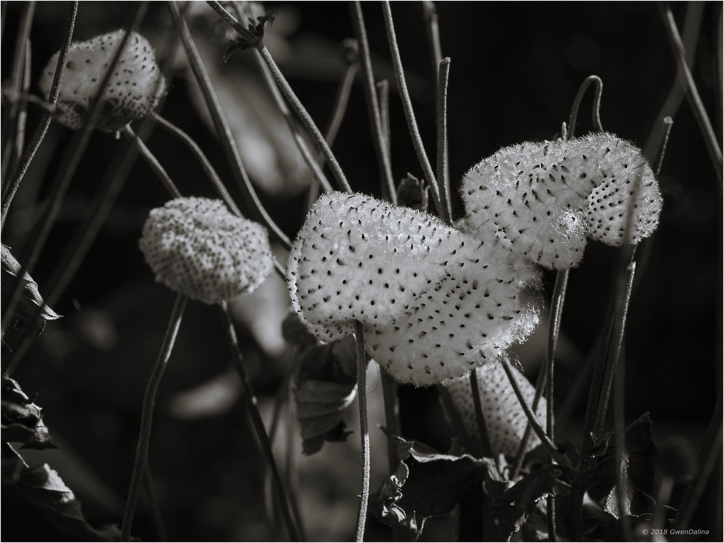 ::: Herbst-Anemone | Fruchtstand :::