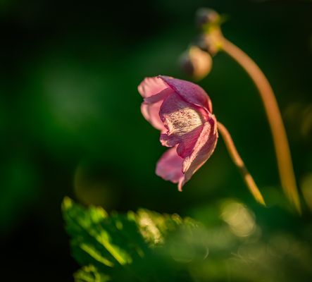 Herbst-Anemone im Abendlicht