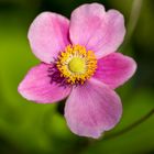 Herbst-Anemone im Abendlicht