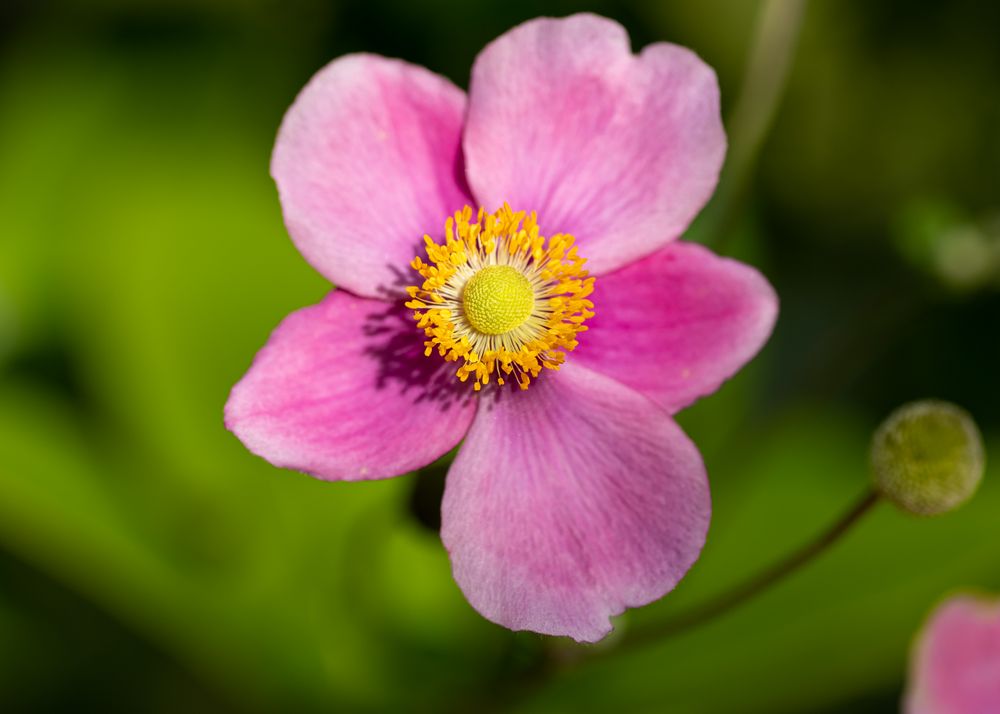 Herbst-Anemone im Abendlicht