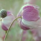 Herbst Anemone IV