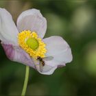 Herbst - Anemone mit