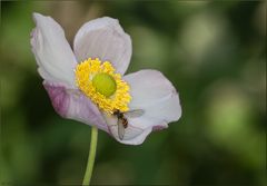 Herbst - Anemone mit