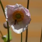 Herbst-Anemone mit Biene