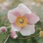 Herbst Anemone   X