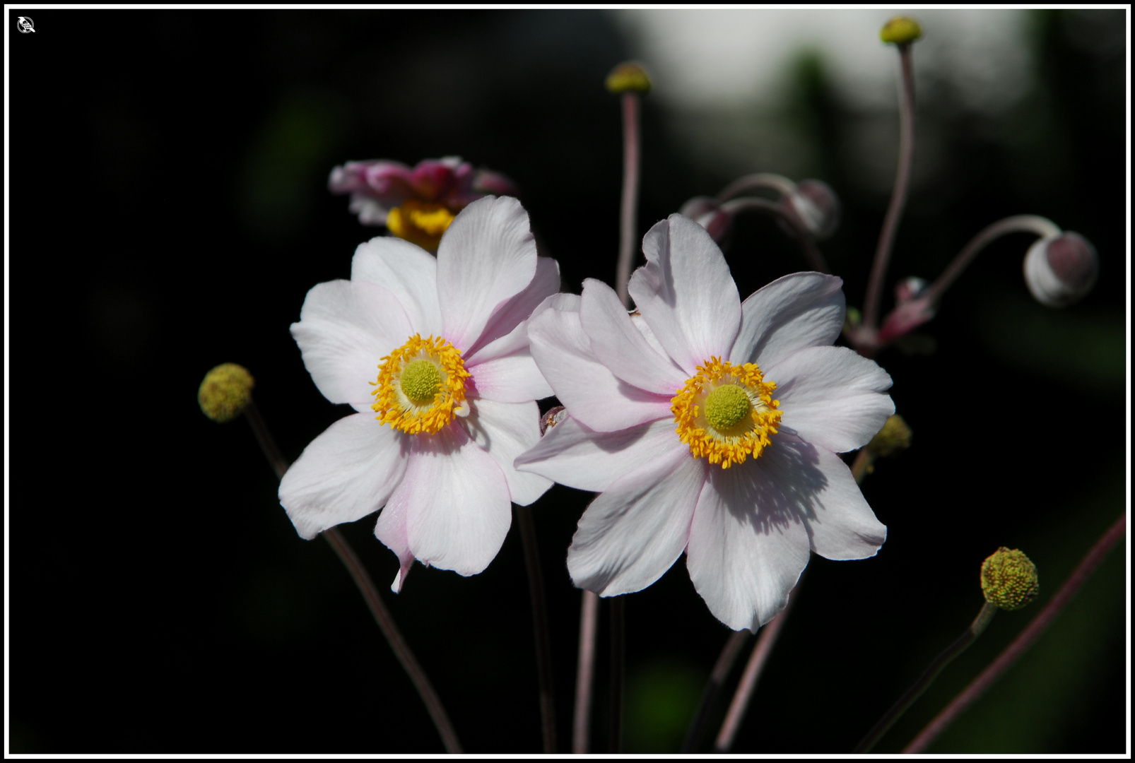 Herbst-Anemonen