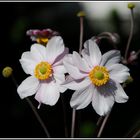 Herbst-Anemonen