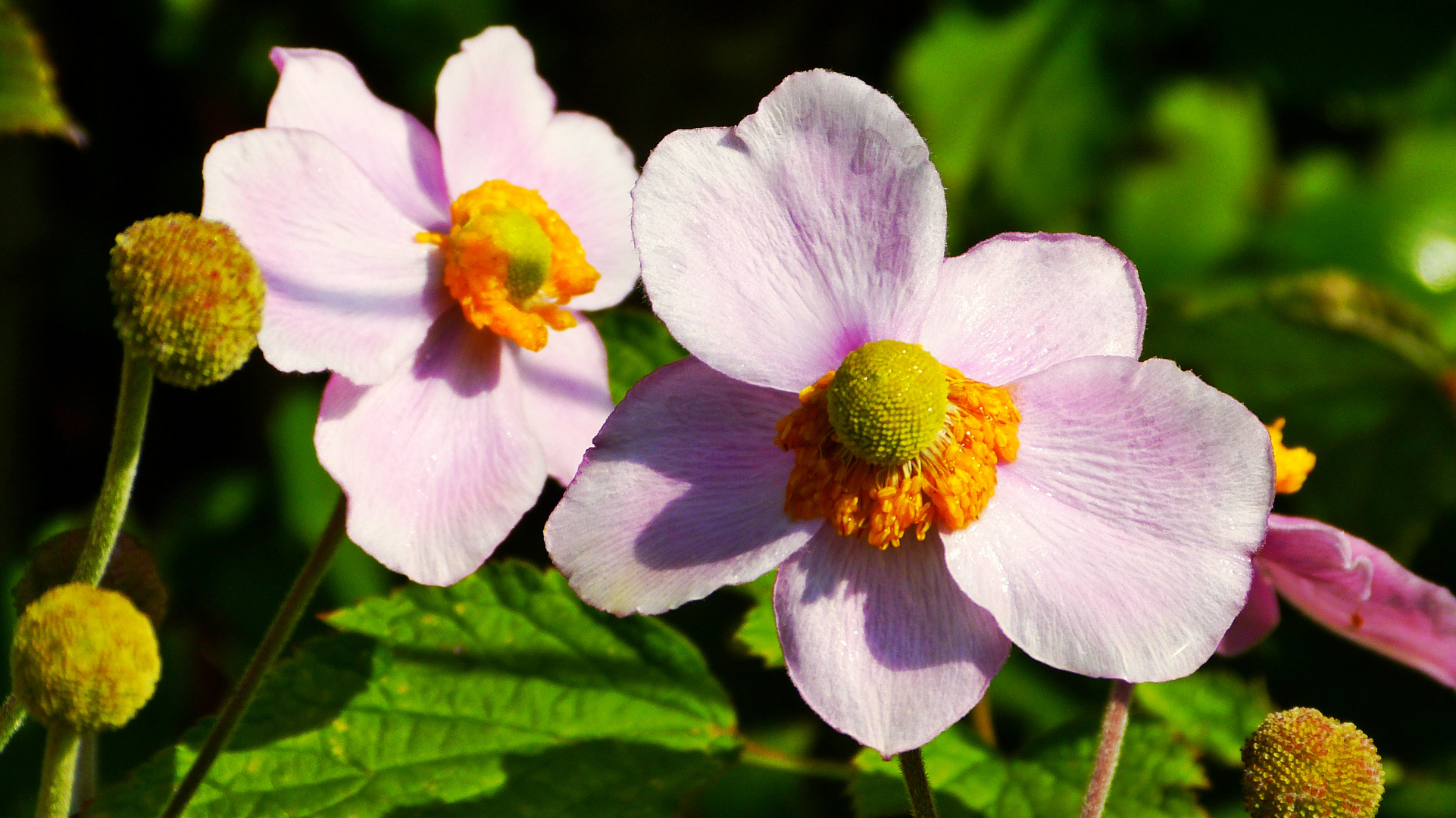 Herbst-Anemonen  