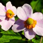 Herbst-Anemonen  