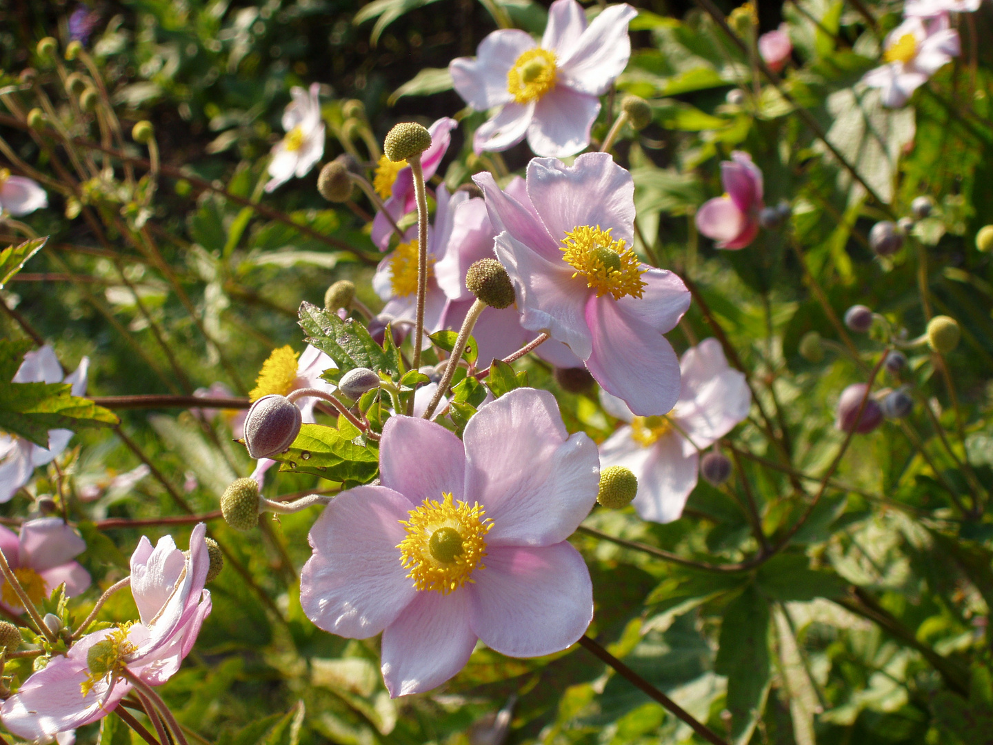 Herbst-Anemonen