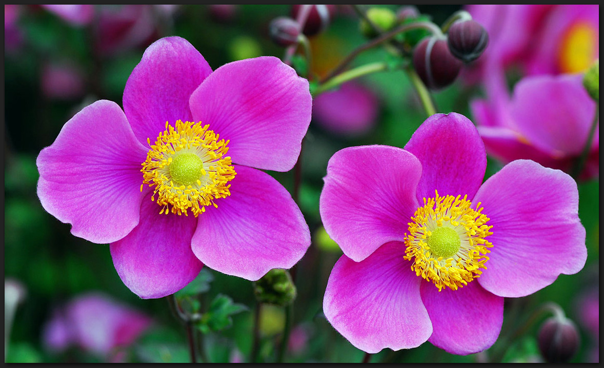 Herbst-Anemonen