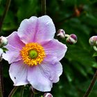 Herbst-Anemonen 