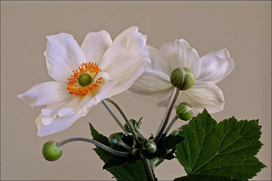 Herbst-Anemonen