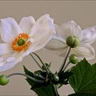 Herbst-Anemonen