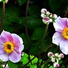 Herbst-Anemonen  