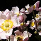 Herbst-Anemonen