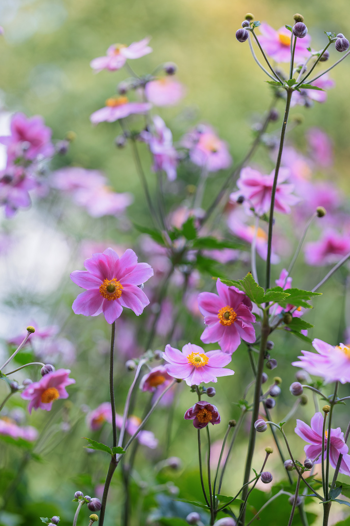 Herbst-Anemonen