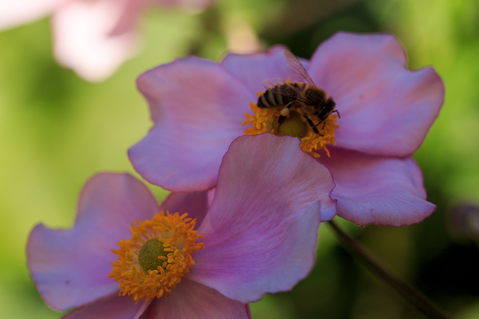 Herbst-Anemonen als Bienenweide