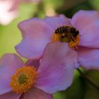 Herbst-Anemonen als Bienenweide