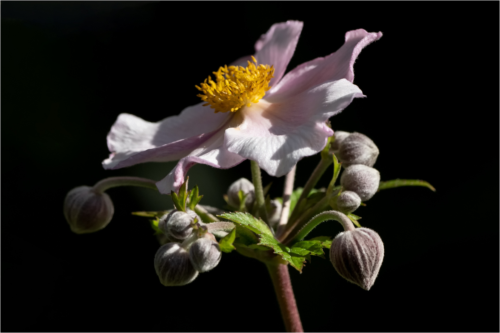 Herbst Anemonen Blüte - Anemone hupehensis -