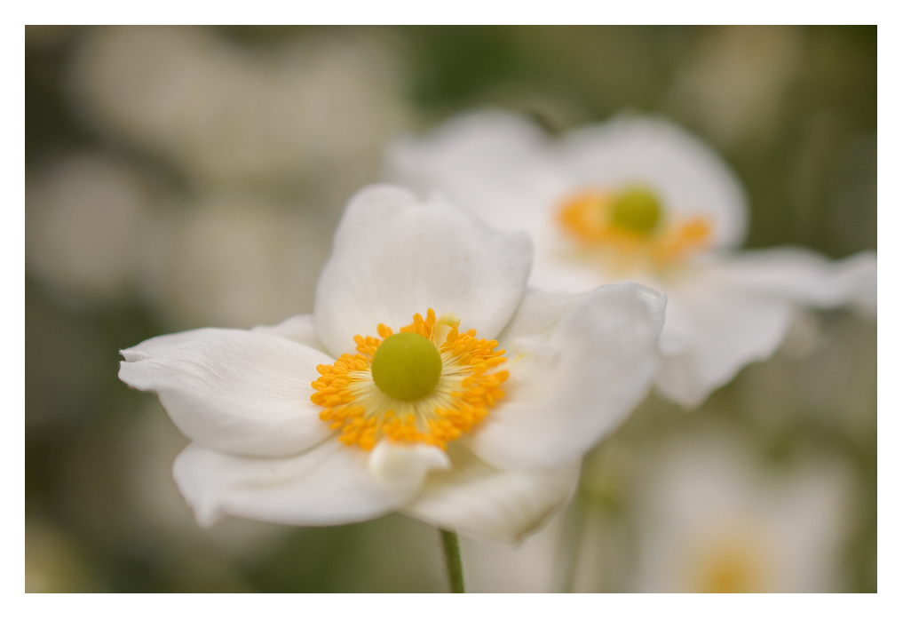 HERBST-ANEMONEN