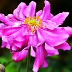 Herbst-Anemonen