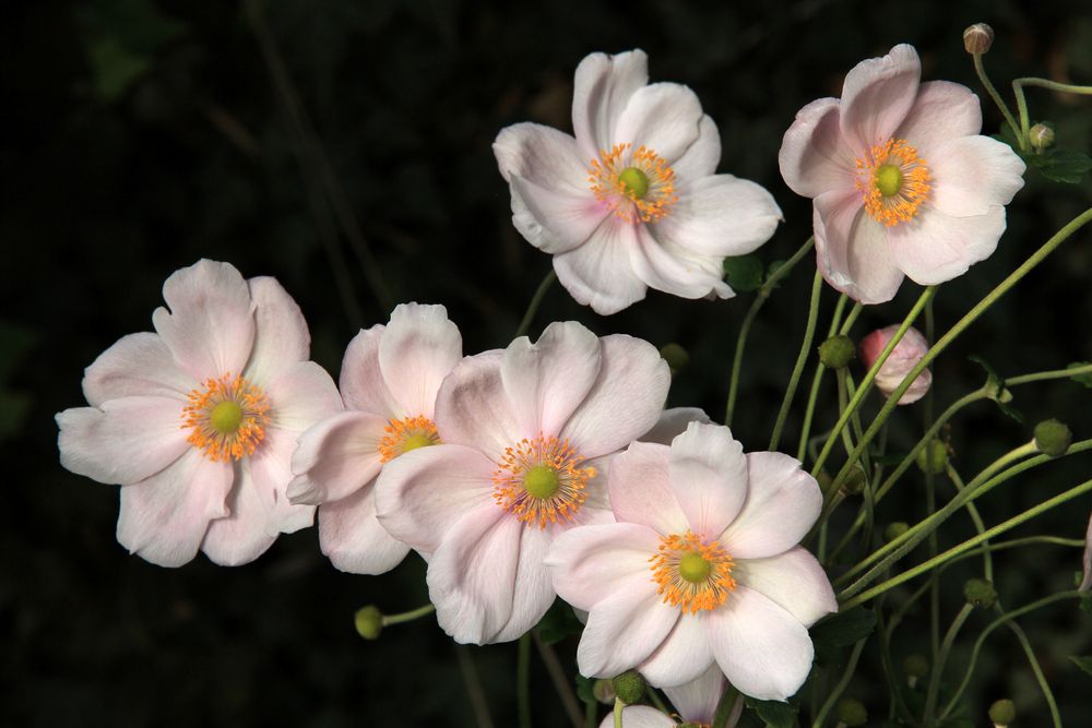 Herbst-Anemonen