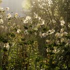 Herbst-Anemonen