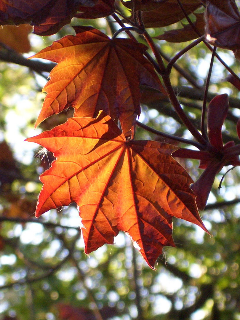 Herbst Ankündigung