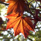 Herbst Ankündigung