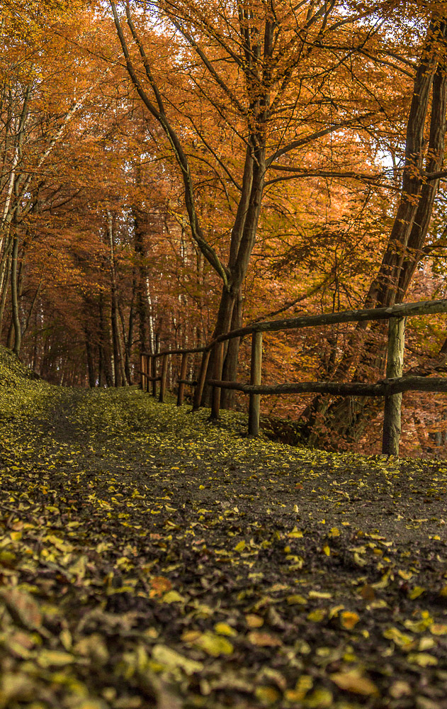 Herbst-Anomalie