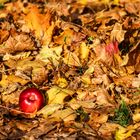 Herbst-Apfel