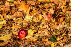 Herbst-Apfel