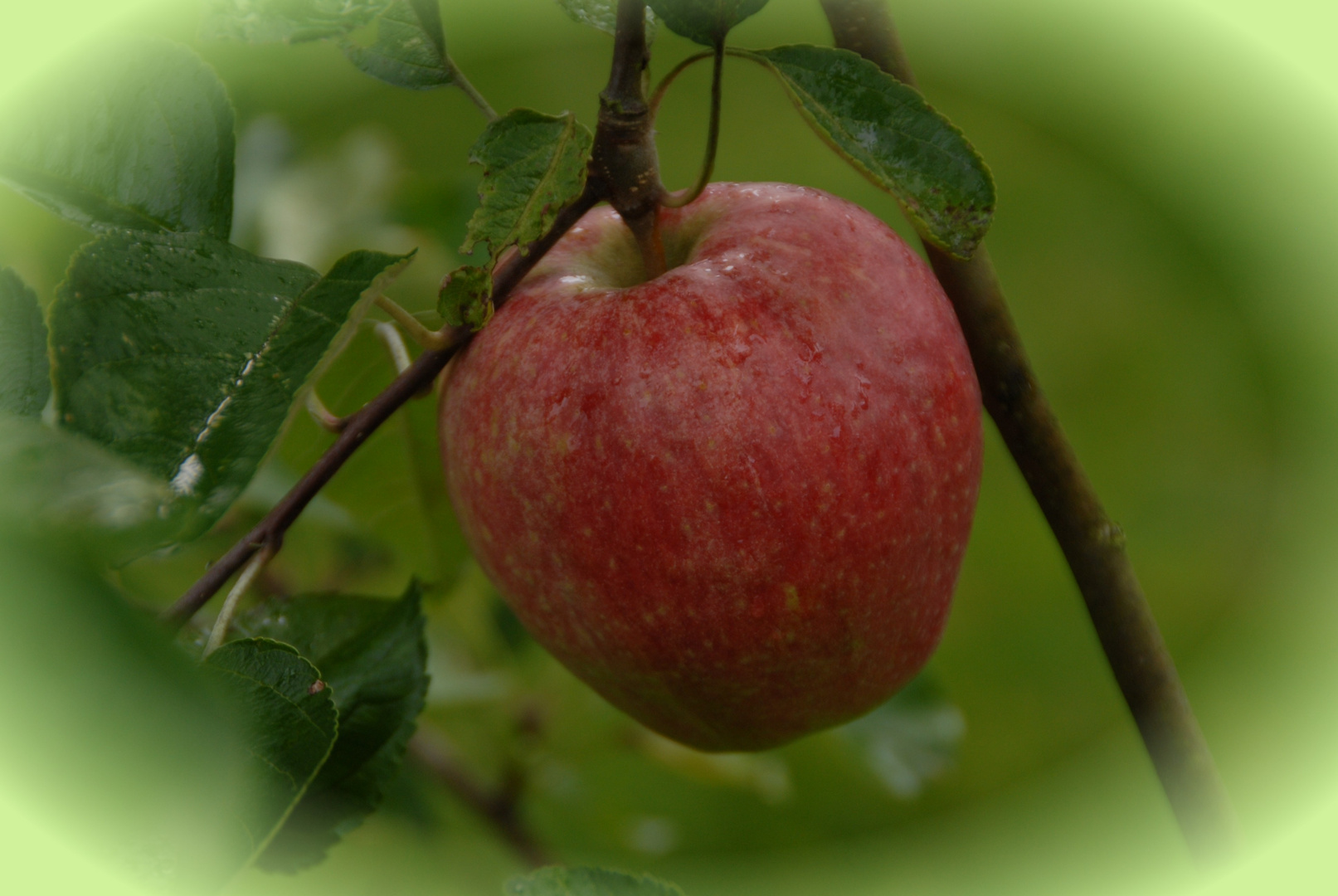 Herbst Apfel