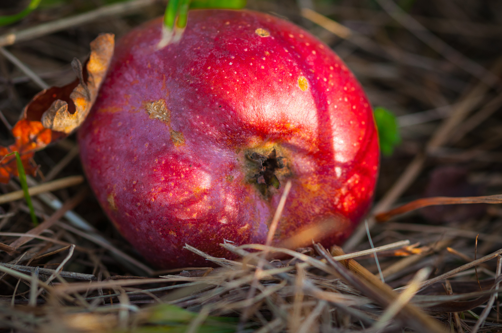 Herbst - Apfel