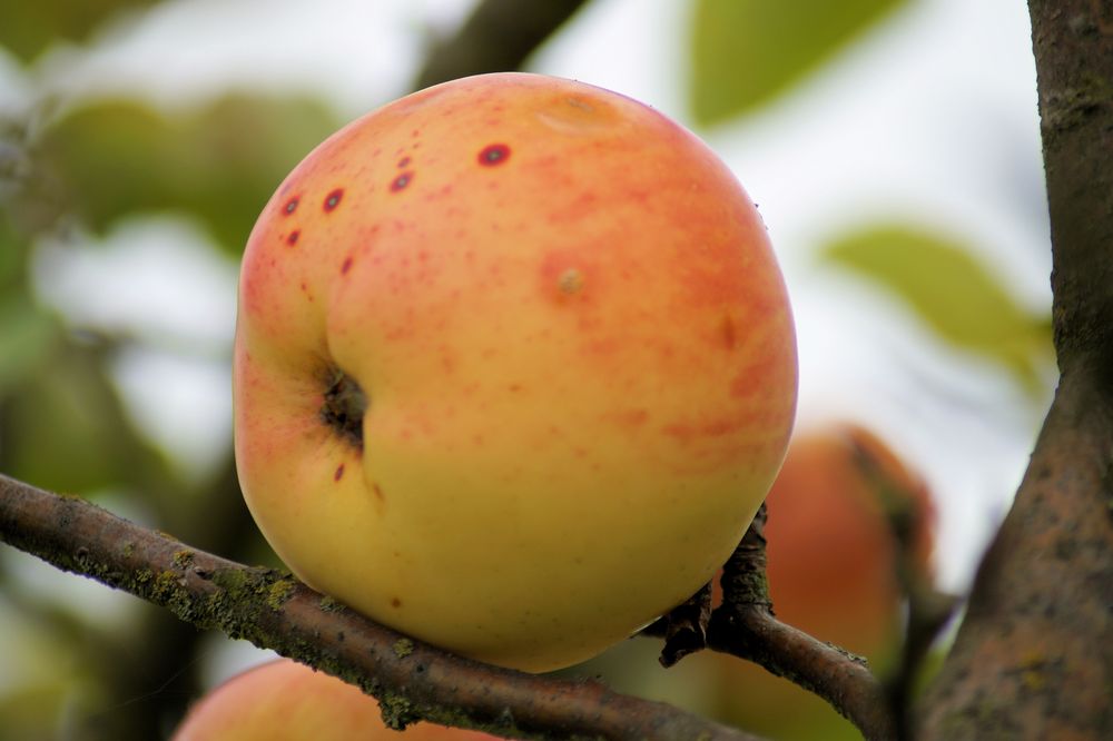 Herbst-Apfel