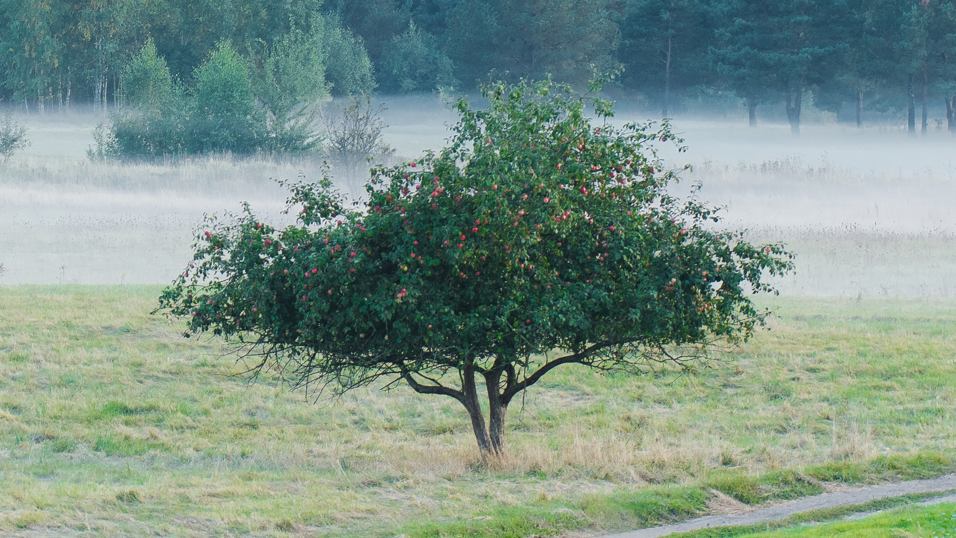 Herbst-Apfelbaum