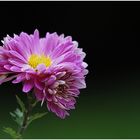 Herbst - Aster