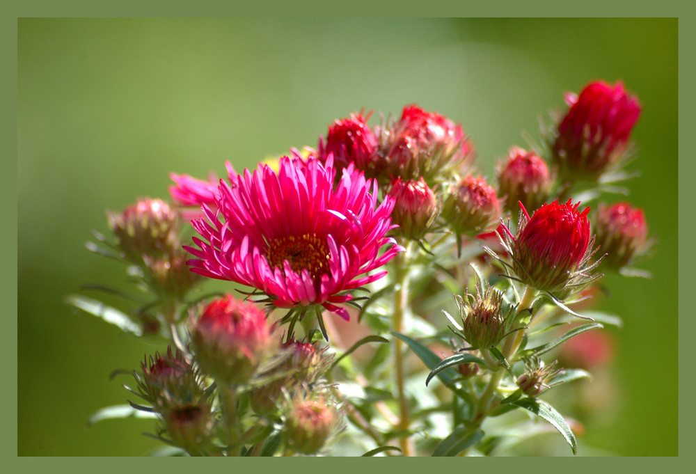 Herbst-Aster 1