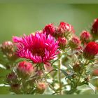 Herbst-Aster 1