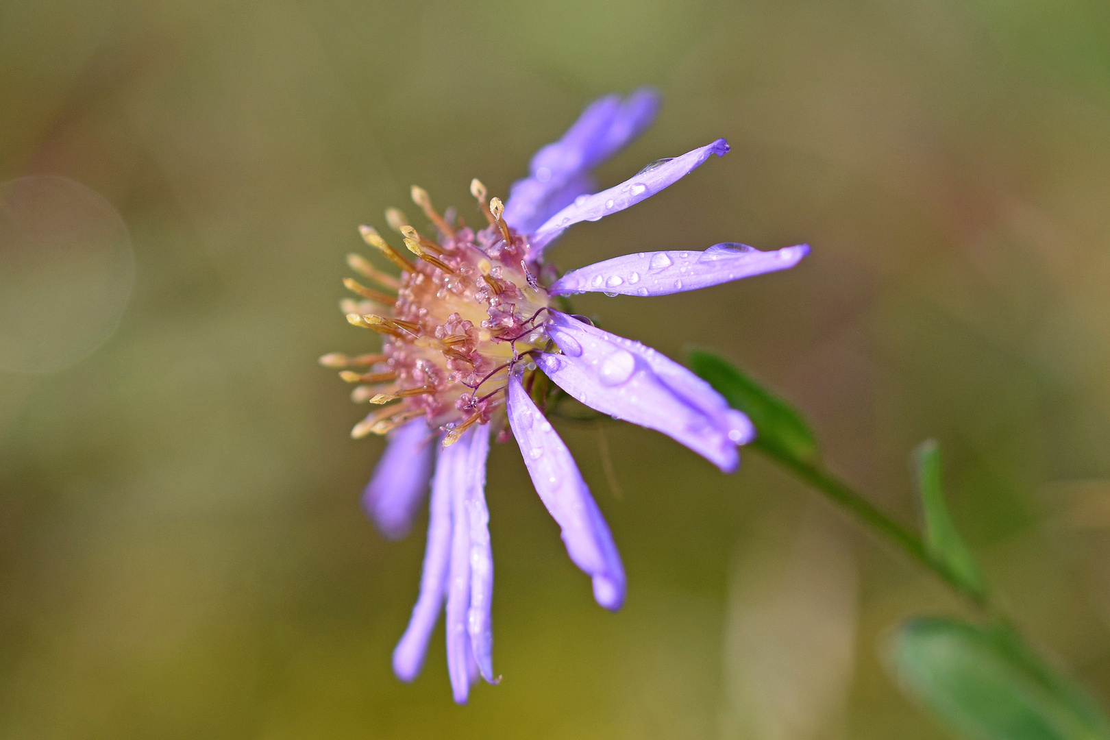 "HERBST-Aster"