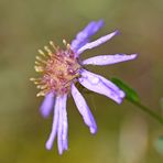 "HERBST-Aster"