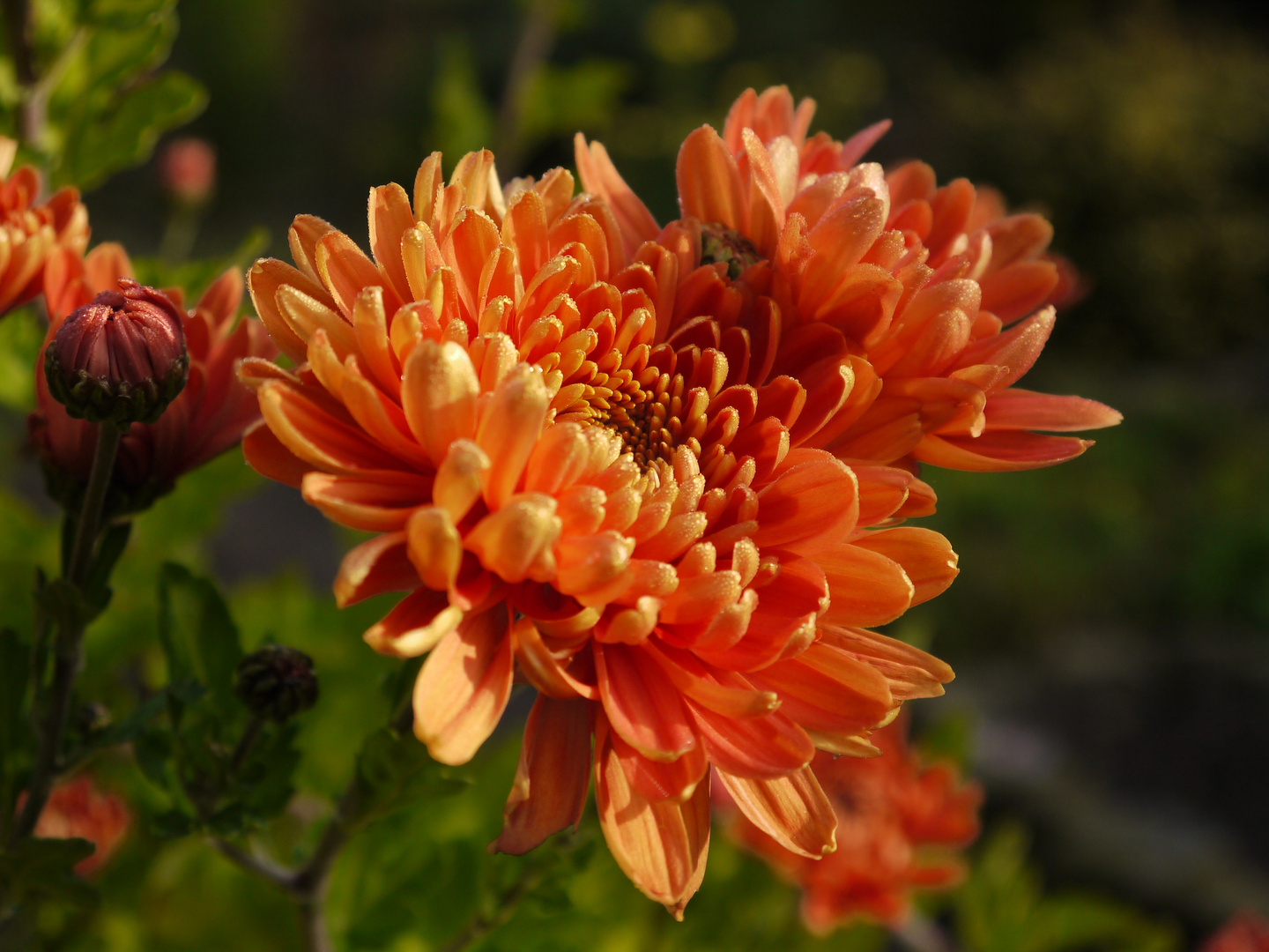 Herbst-Aster im heimischen Garten