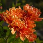 Herbst-Aster im heimischen Garten