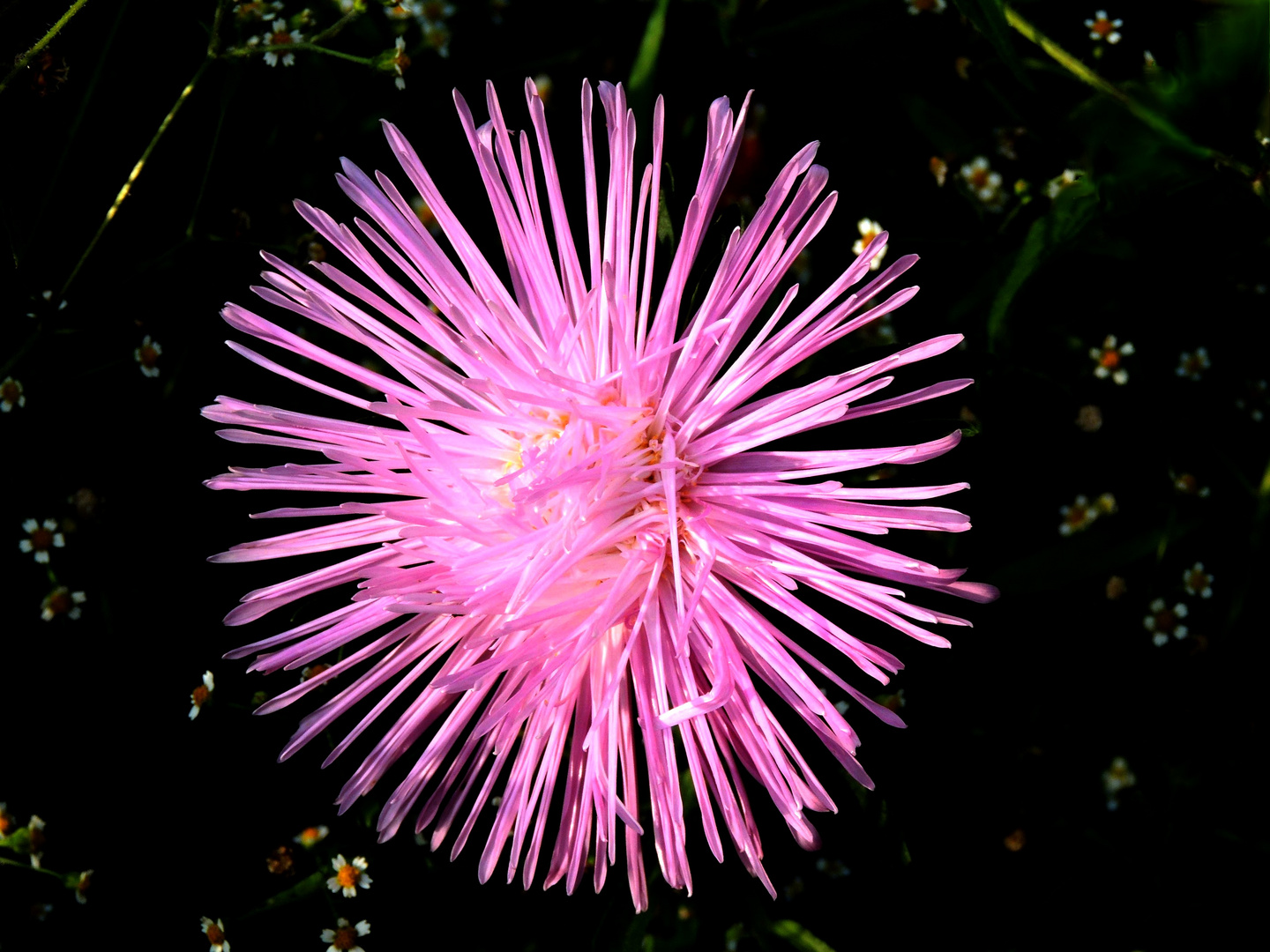 Herbst-Aster-Kugel