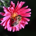 Herbst -Aster mit Besuch....