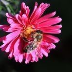 Herbst -Aster mit Besuch....